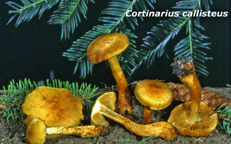 Cortinarius callisteus-amf551.jpg - Cortinarius callisteus ; Syn: Inoloma callisteum ; Nom français: Cortinaire à odeur de pressing